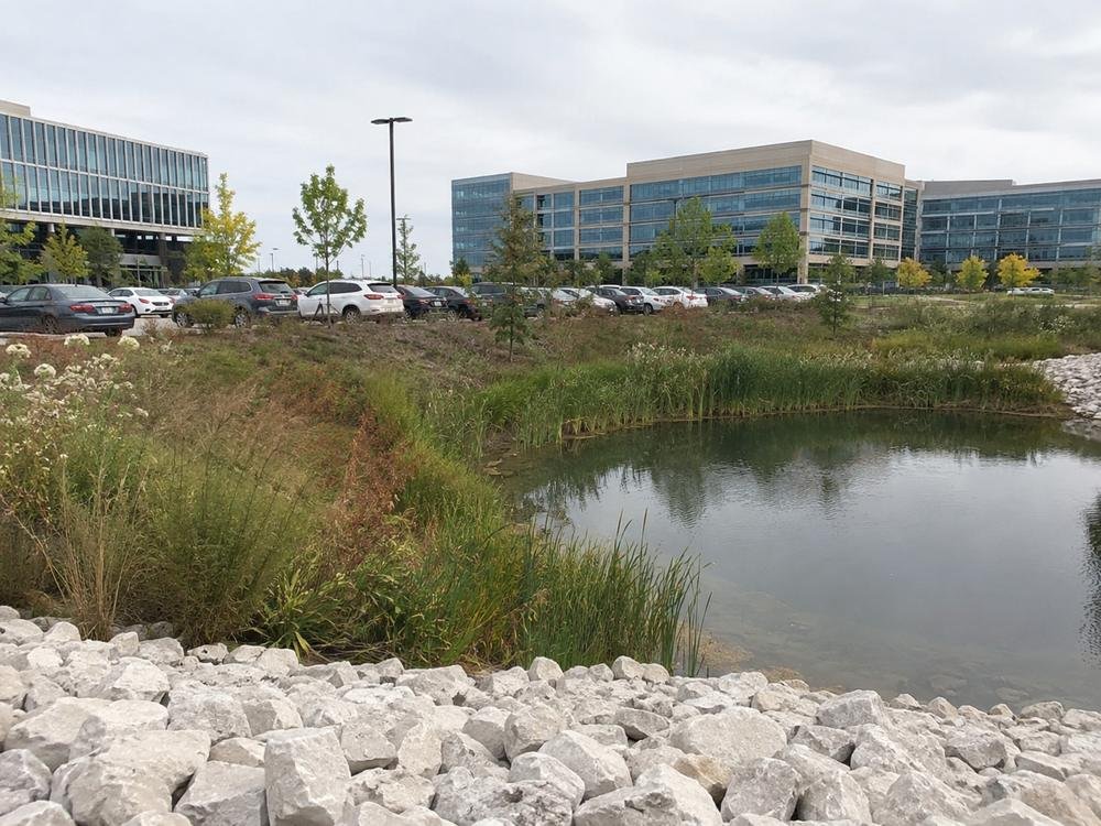 A detention basin with riprap edging and emergent vegetation at the edge of an office campus